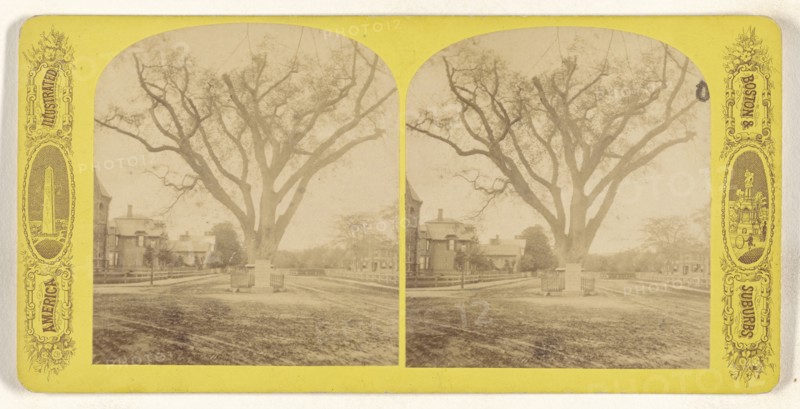 Washington's tree Cambridge Mass; American; about 1870 - 1880; Albumen silver print
