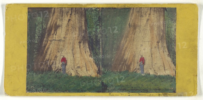 Big Tree in Mariposa Grove, 94 feet in Circumference; C.L. Weed, American, 1824 - 1903, Edward and Henry T. Anthony & Co.