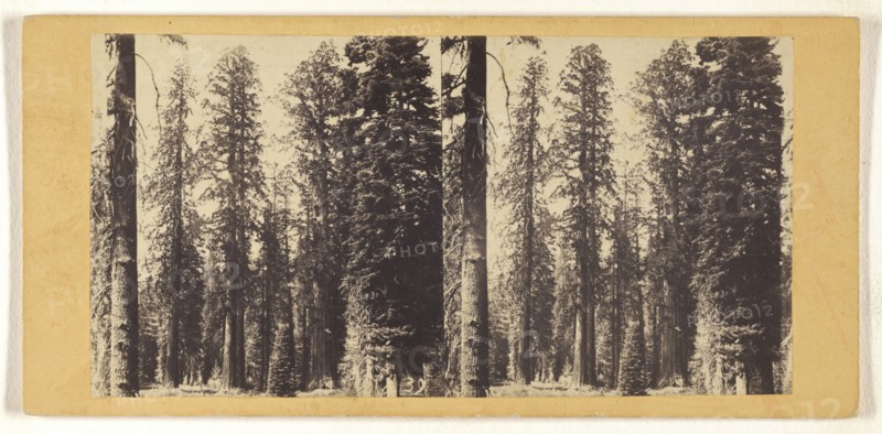 Group of Big Trees in Mariposa Grove. California; C.L. Weed, American, 1824 - 1903, Edward and Henry T. Anthony & Co. American
