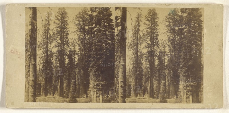 California. Group of Big Trees in Mariposa Grove; Attributed to C.L. Weed, American, 1824 - 1903, about 1860 - 1864; Albumen