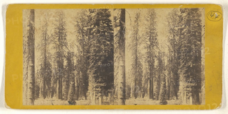 California. Group of Big Trees in Mariposa Grove; C.L. Weed, American, 1824 - 1903, Edward and Henry T. Anthony & Co. American