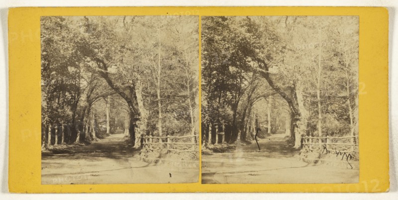 Cornwall. Trereife Avenue, near Penzance; A.L. Coke, British, active 1860s, 1860s; Albumen silver print