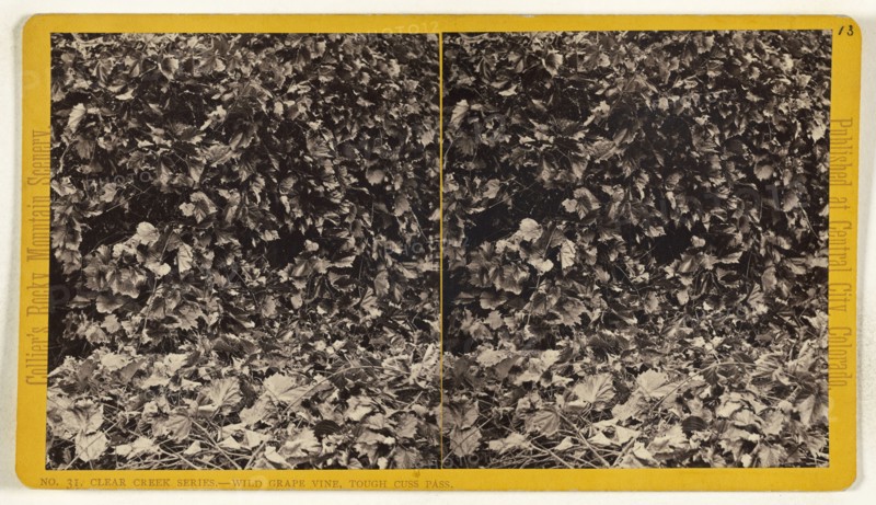 Wild Grape Vine, Tough Cuss Pass. Clear Creek, Colorado; Joseph Collier, American, born Scotland, 1836 - 1910, 1865 - 1870