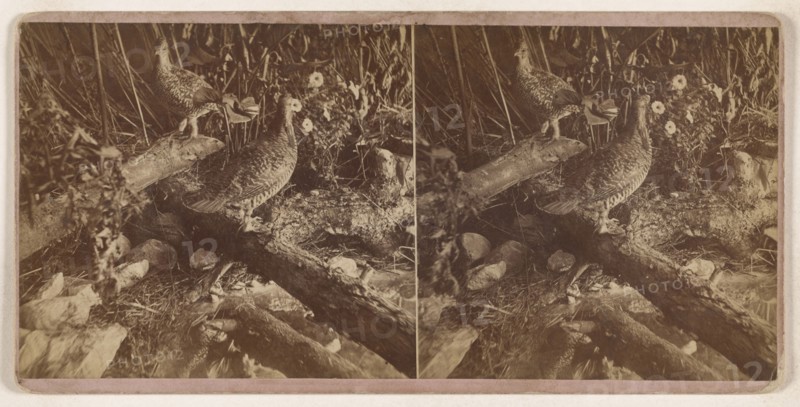 Patridge sic and Prairie Chicken; Conant Brothers; 1870s; Albumen silver print