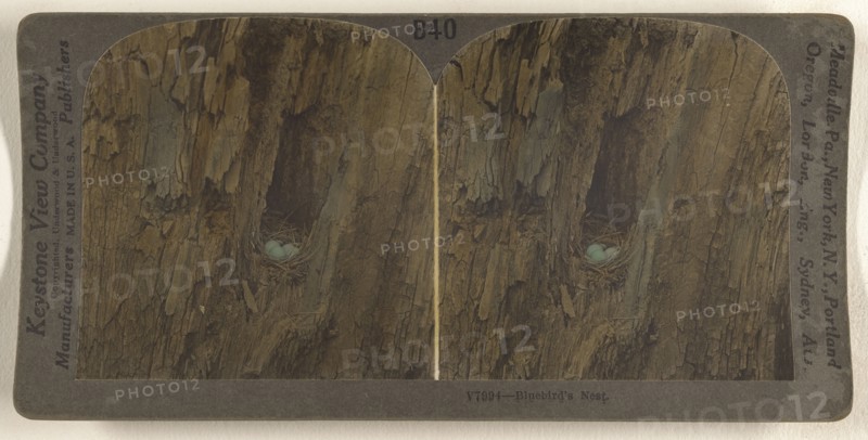 Bluebird's Nest; Underwood & Underwood, American, 1881 - 1940s, about 1900; Hand-colored gelatin silver print