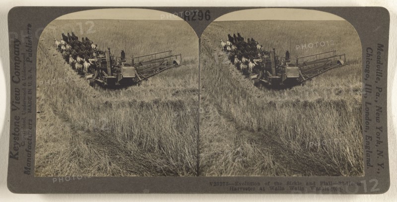 Evolution of the Sickle and Flail - 33-horse Harvester at Walla Walla, Washington; Underwood & Underwood, American, 1881 - 1940s