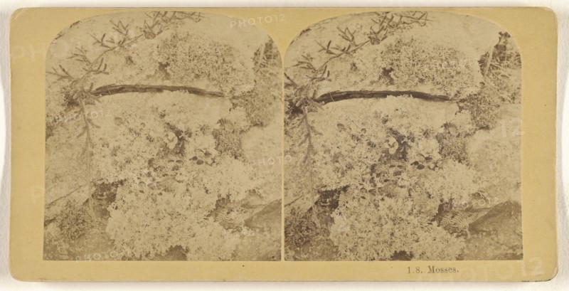 Mosses; Franklin G. Weller, American, 1833 - 1877, about 1875; Albumen silver print