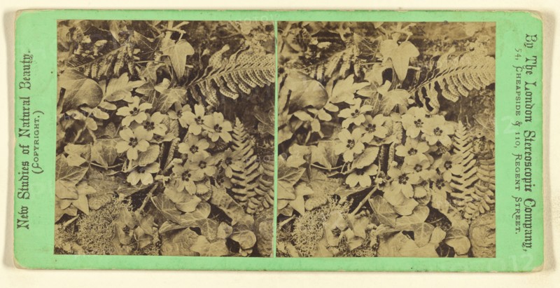 Plants and flowers in a natural setting; London Stereoscopic Company, active 1854 - 1890, about 1860; Albumen silver print