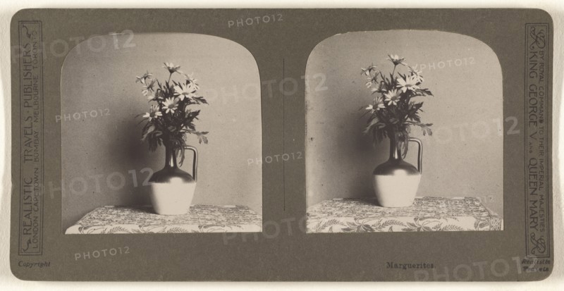 Marguerites; British; about 1910; Gelatin silver print