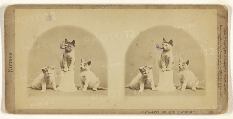 Cat-a-line on the Rostrum.; John P. Soule, American, 1827 - 1904, 1871; Albumen silver print