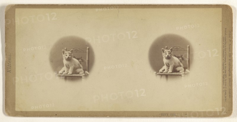 Tiny Tim.; John P. Soule, American, 1827 - 1904, 1871; Albumen silver print