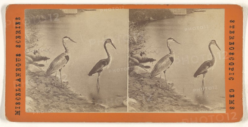Blue Heron; 1865 - 1875; Albumen silver print