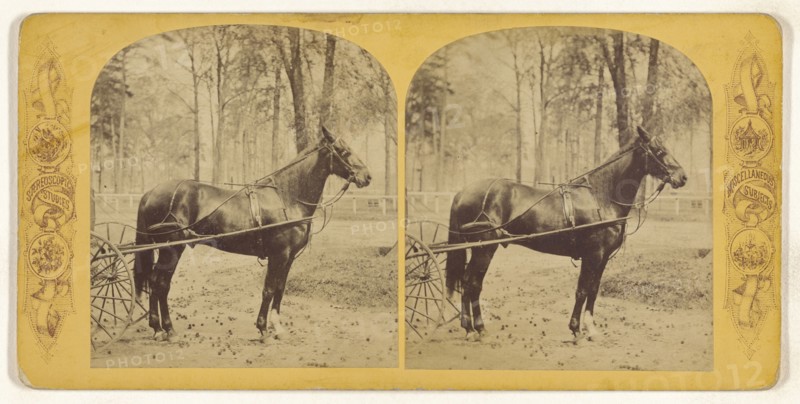 Horse, Josh Billings, Macon, Georgia; American; about 1865; Albumen silver print