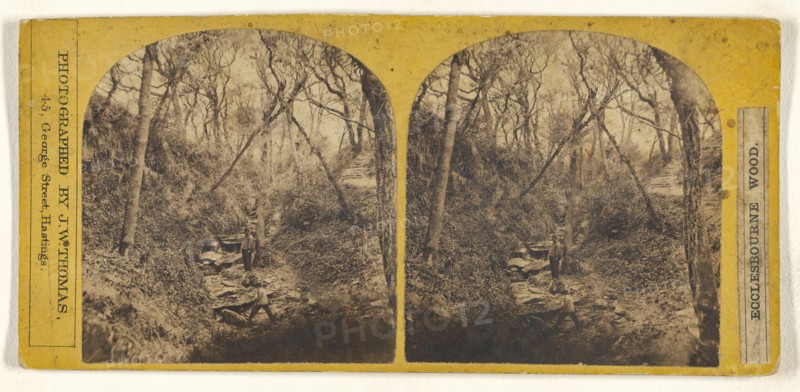 Ecclesbourne Wood; J.W. Thomas, British, active Hastings, England 1860s, 1860s; Albumen silver print