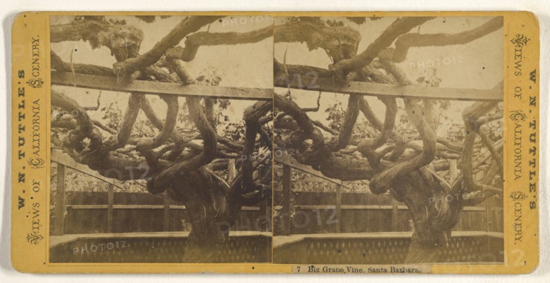 Big Grape Vine, Santa Barbara; W.N. Tuttle, American, active 1880s, about 1875; Albumen silver print