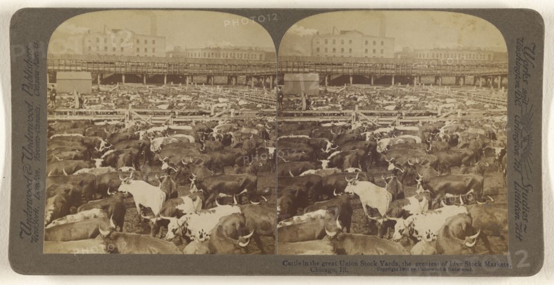 Cattle in the Great Union Stock Yards, the greatest of Live Stock Markets, Chicago, Ill. U.S.A; Underwood & Underwood American