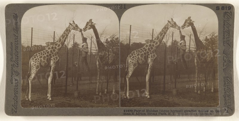 Pair of Nubian, three-horned, giraffes, native to German E. Africa, Bronx Park, N.Y; Underwood & Underwood, American, 1881