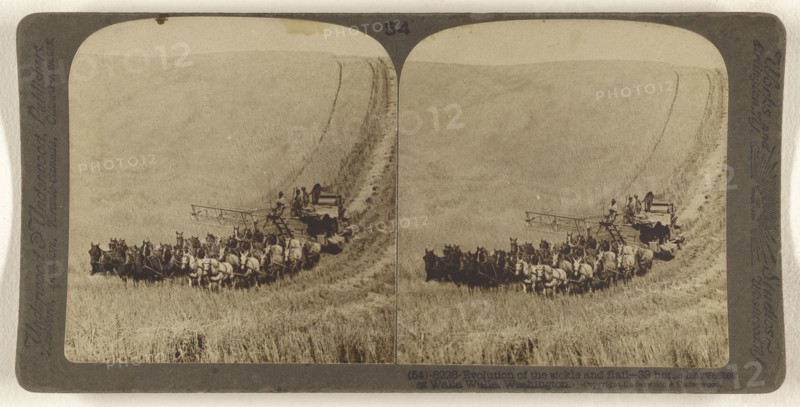 Evolution of the sickle and flail - 33 horse harvester at Walla Walla, Washington; Underwood & Underwood, American, 1881 - 1940s