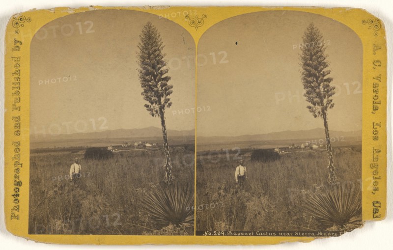 Bayonet Cactus near Sierra Madre Villa; A.C. Varela, American, 1839 - 1915, about 1878; Albumen silver print
