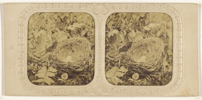 Bird nest with eggs, one hatched; about 1865; Hand-colored Albumen silver print