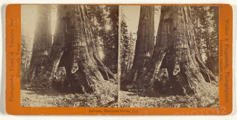 Indiana, Mariposa Grove, Cal; Walker & Fagersteen; about 1875; Albumen silver print