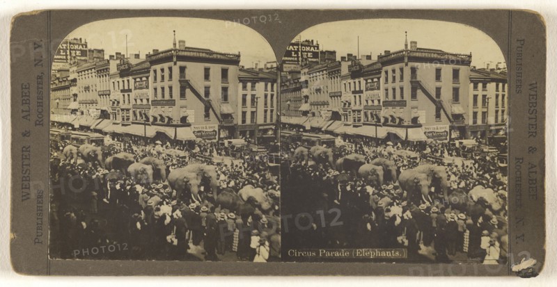 Circus Parade, Elephants., Webster & Albee; 1890s; Gelatin silver print