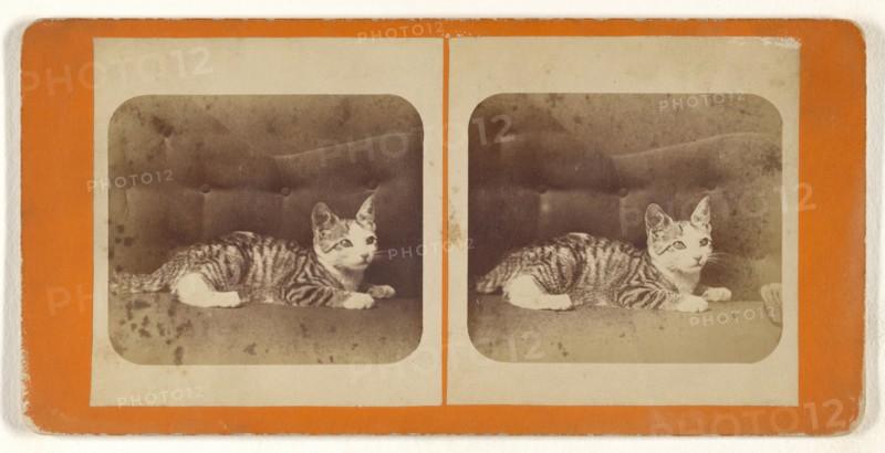 Kitten on sofa; Attributed to Peter F. Weil, American, active New York, New York 1860s - 1870s, about 1865; Albumen silver