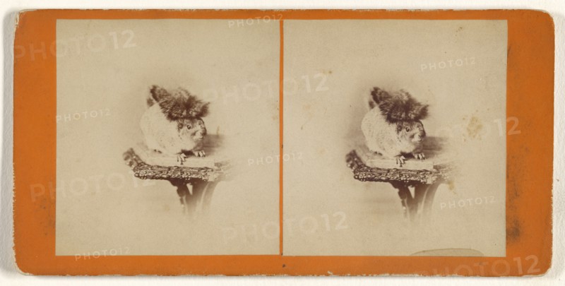Living squirrel; Attributed to Peter F. Weil, American, active New York, New York 1860s - 1870s, about 1865; Albumen silver