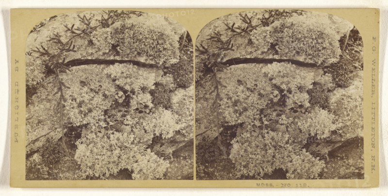 Moss; Franklin G. Weller, American, 1833 - 1877, about 1870; Albumen silver print