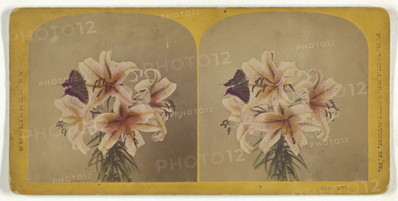 Flowers with butterfly; Franklin G. Weller, American, 1833 - 1877, about 1870; Hand-colored Albumen silver print