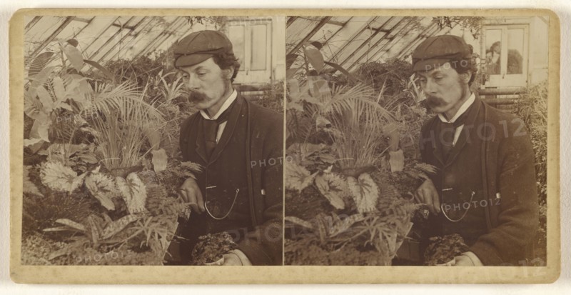 Man with moustache, wearing cap, posed with flowers in greenhouse; about 1880; Albumen silver print