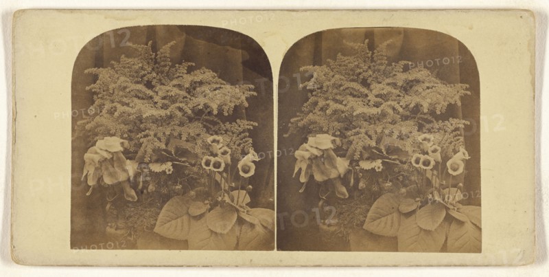 Flower study; about 1870; Albumen silver print