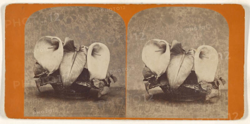 Pond Lilies; about 1865; Albumen silver print