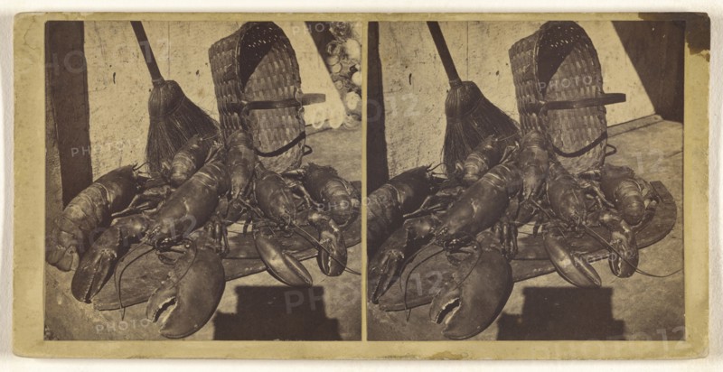 Lobsters; about 1865; Albumen silver print