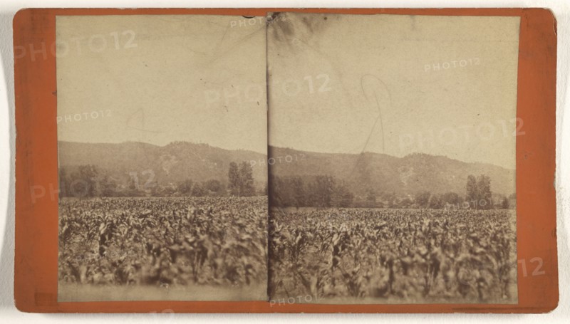 Pictatrinny Mt; about 1875; Albumen silver print