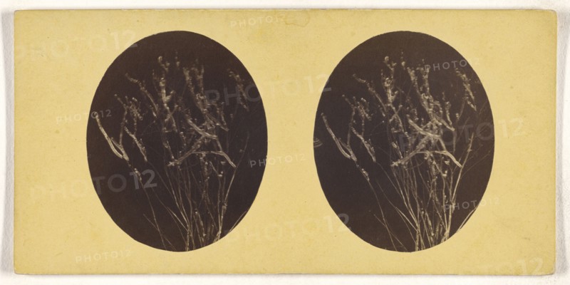 Microscopic bacteria or flora; about 1870; Albumen silver print