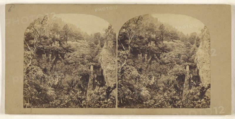 Forest Scene in the British Isles; British; about 1860; Albumen silver print