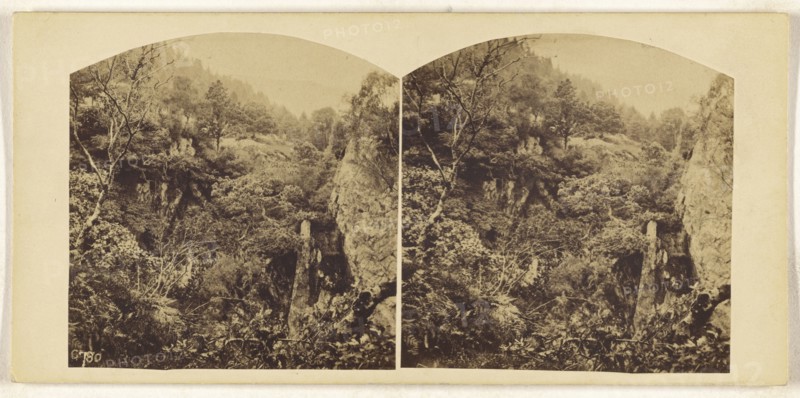 British forest; British; about 1865; Albumen silver print