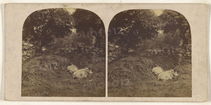 Vale Crucis, North Wales, The Abbey; British; about 1865; Albumen silver print