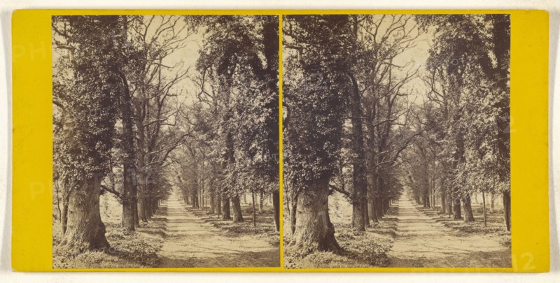 Bramshill Park, Hants. Seat of Sir William H. Cope, Bart. Avenue of Elms leading up to the West front; British; about 1865