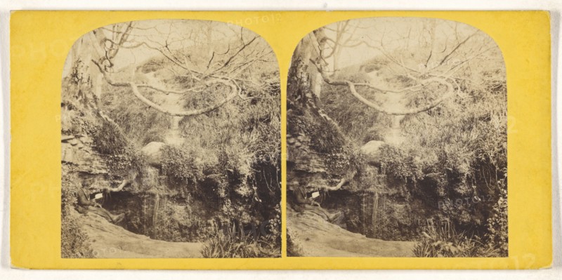 Forest scene; British; about 1860; Albumen silver print