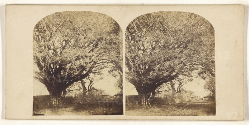 Old Beech at from residence of Mr. Dunlop of Kingston; British; about 1860; Albumen silver print