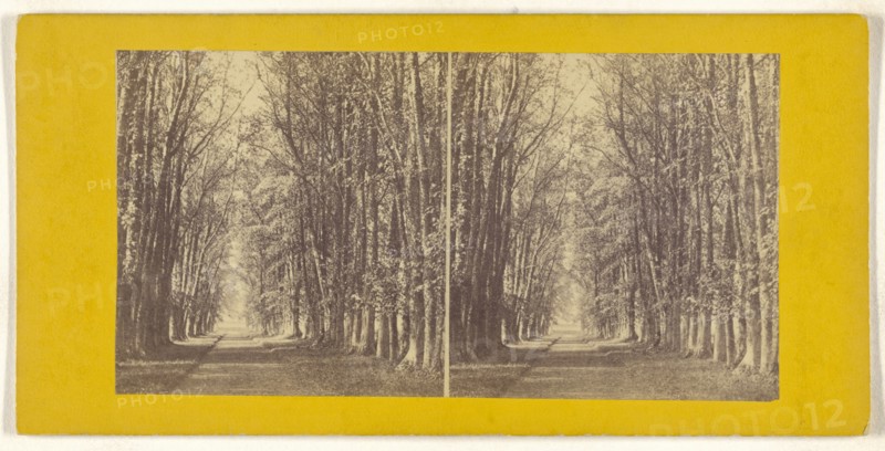 Avenue of Limes, at Castle Grant, Strathspey; British; about 1865; Albumen silver print