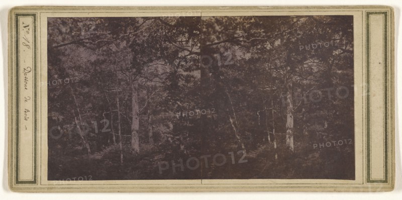 Dessons de Bois; French; about 1865; Albumen silver print