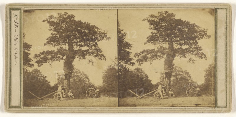 Etude d'arbre; French; about 1860; Albumen silver print