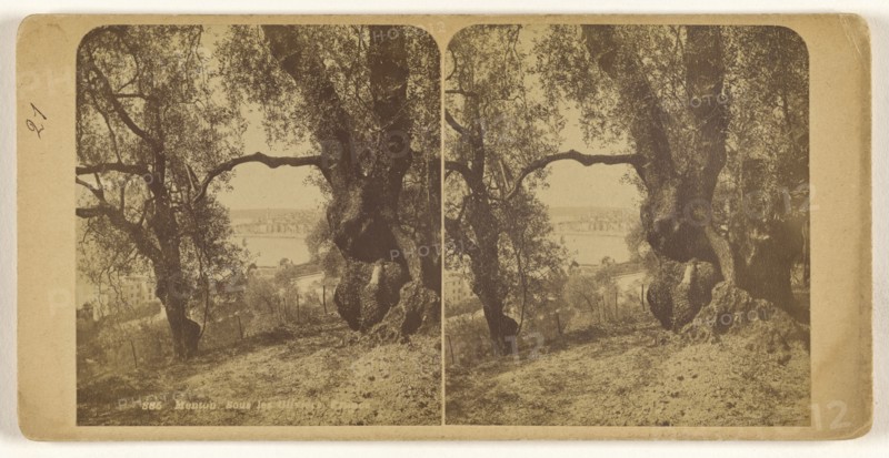 Menton. Sous les Oliviers. France; French; about 1860; Albumen silver print