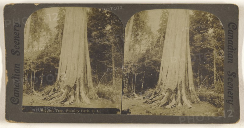Biggest Tree, Stanley Park, B.C; Canadian; about 1910; Gelatin silver print