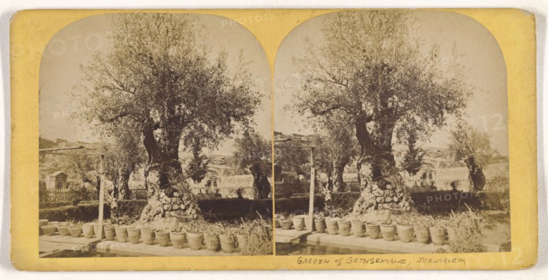 Garden of Gethsemane, Jerusalem; about 1860; Albumen silver print