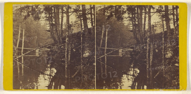 flooded forest scene; about 1870; Albumen silver print