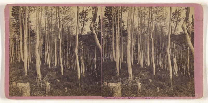 Quaking Asp Forest; about 1865; Albumen silver print